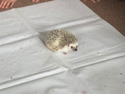 Akce s Wendy Bílkovou